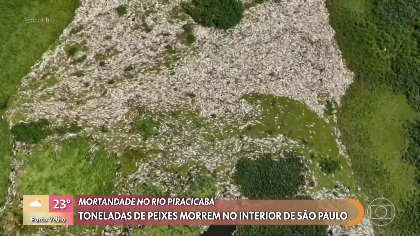 Toneladas de peixes morrem no interior de São Paulo